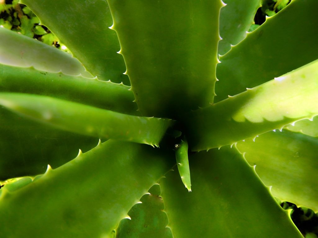 Aloe Vera Villeneuve