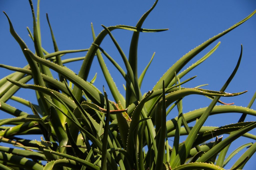 Aloe Vera Neuchâtel