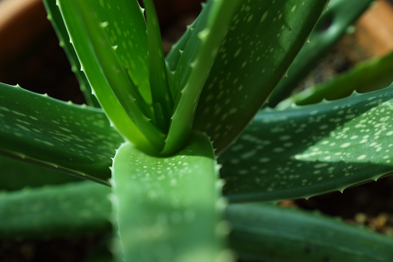 Devenir revendeur Forever Living Suisse – plantation aloe vera