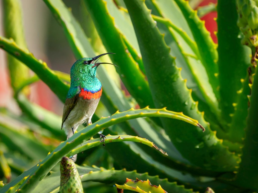 bienfaits Aloe Vera